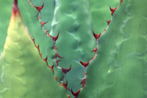 Agave Plant Detail