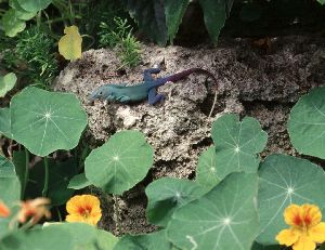 Lizard Among Nasturtiums