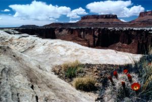Claret Cup Cactus and Monument Basin