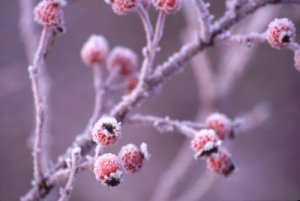 Frost Berries