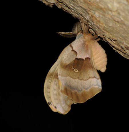 http://www.momentsoflight.com/wp/pics/night_moth/moth_full.jpg